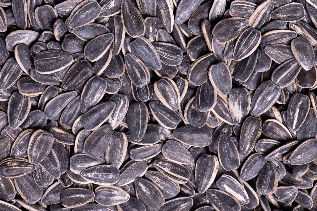 Original Seeds (16oz) – Jumbo Sunflower Seeds + Snacks