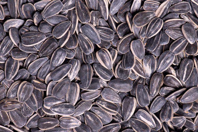 Original Seeds (16oz) Jumbo Sunflower Seeds + Snacks